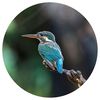 WallArt Okrogla tapeta The Kingfisher 142,5 cm