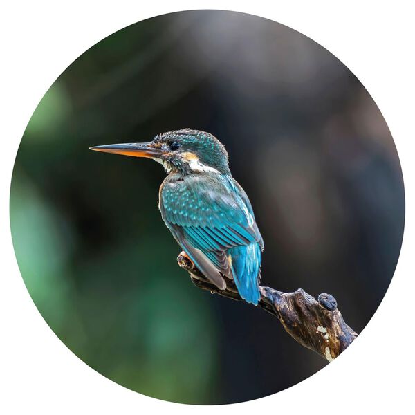 WallArt Okrogla tapeta The Kingfisher 142,5 cm