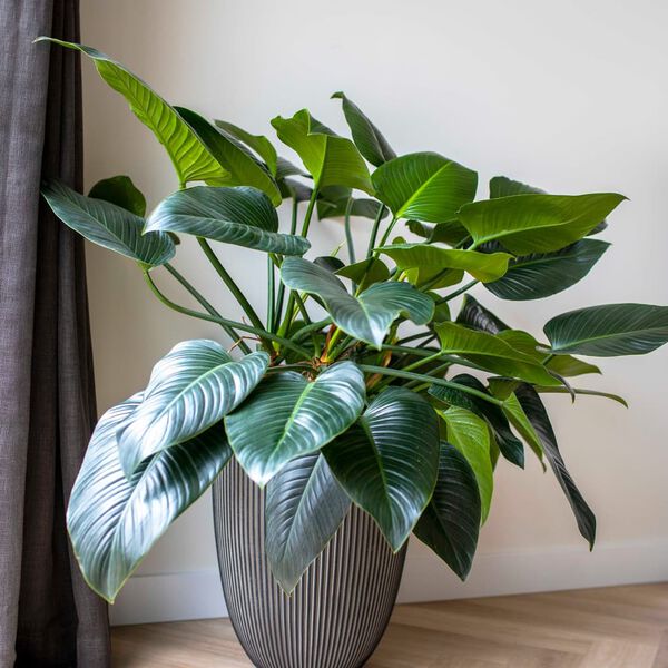 Capi Vaza elegantna Groove 46x58 cm antracitna