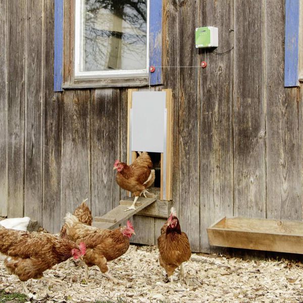 Kerbl Komplet avtomatskih vrat za koko&scaron;njak 220x330 mm