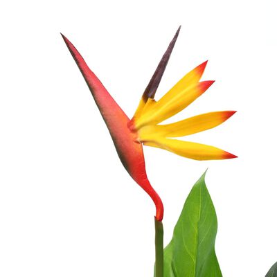 vidaXL Umetna rastlina strelicija / rajska ptica 66 cm