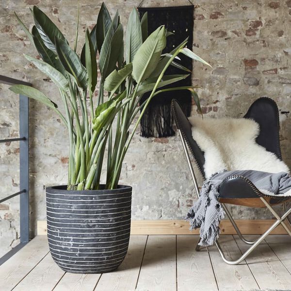 Capi Cvetlično korito Nature Row 54x52 cm antracitno