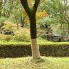vidaXL Rola iz jute 2 kosa 1x50 m 100 % juta 200 g/m&sup2;