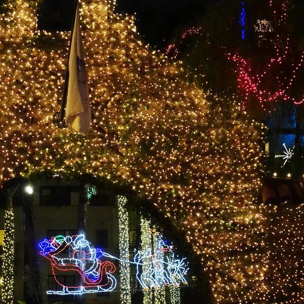 vidaXL Led mreža Temno zelena