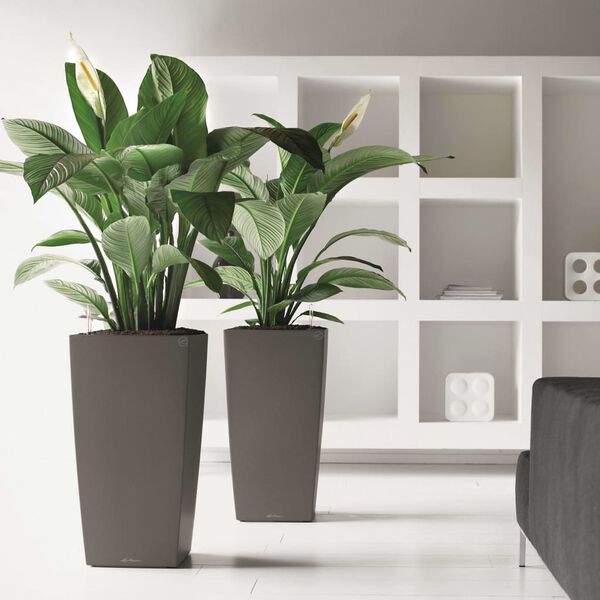 LECHUZA Cvetlično korito Cubico 30 ALL-IN-ONE barva oglja